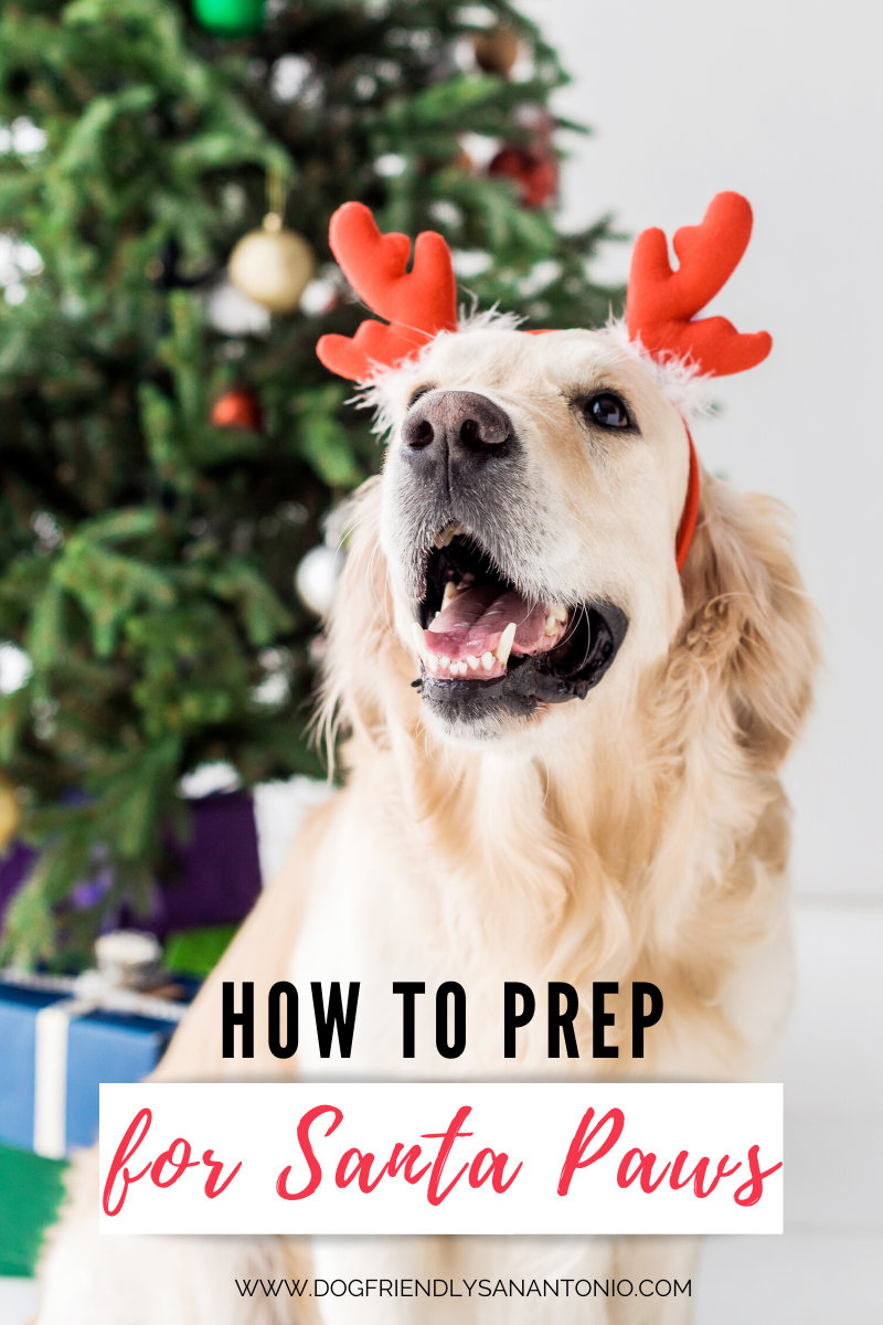 Holiday Puppy Present Preparation