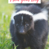 skunk in grass with caption "how to remove skunk smell from your dog"