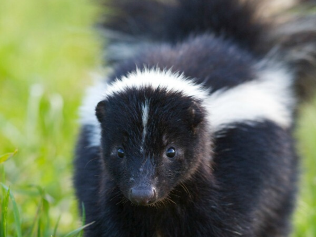 skunk in dogs eyes