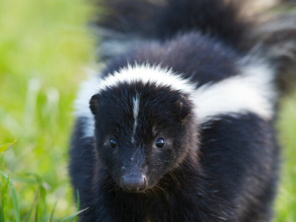 skunk smell on dogs face