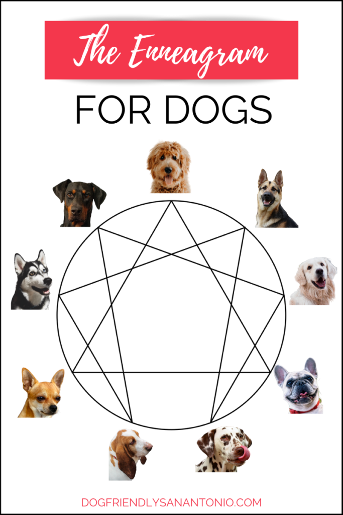 enneagram diagram with dog faces and caption "the enneagram for dogs, dog friendly san antonio