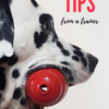 dalmatian dog holding kong toy in mouth caption reads "kong dog toy tips from a trainer"