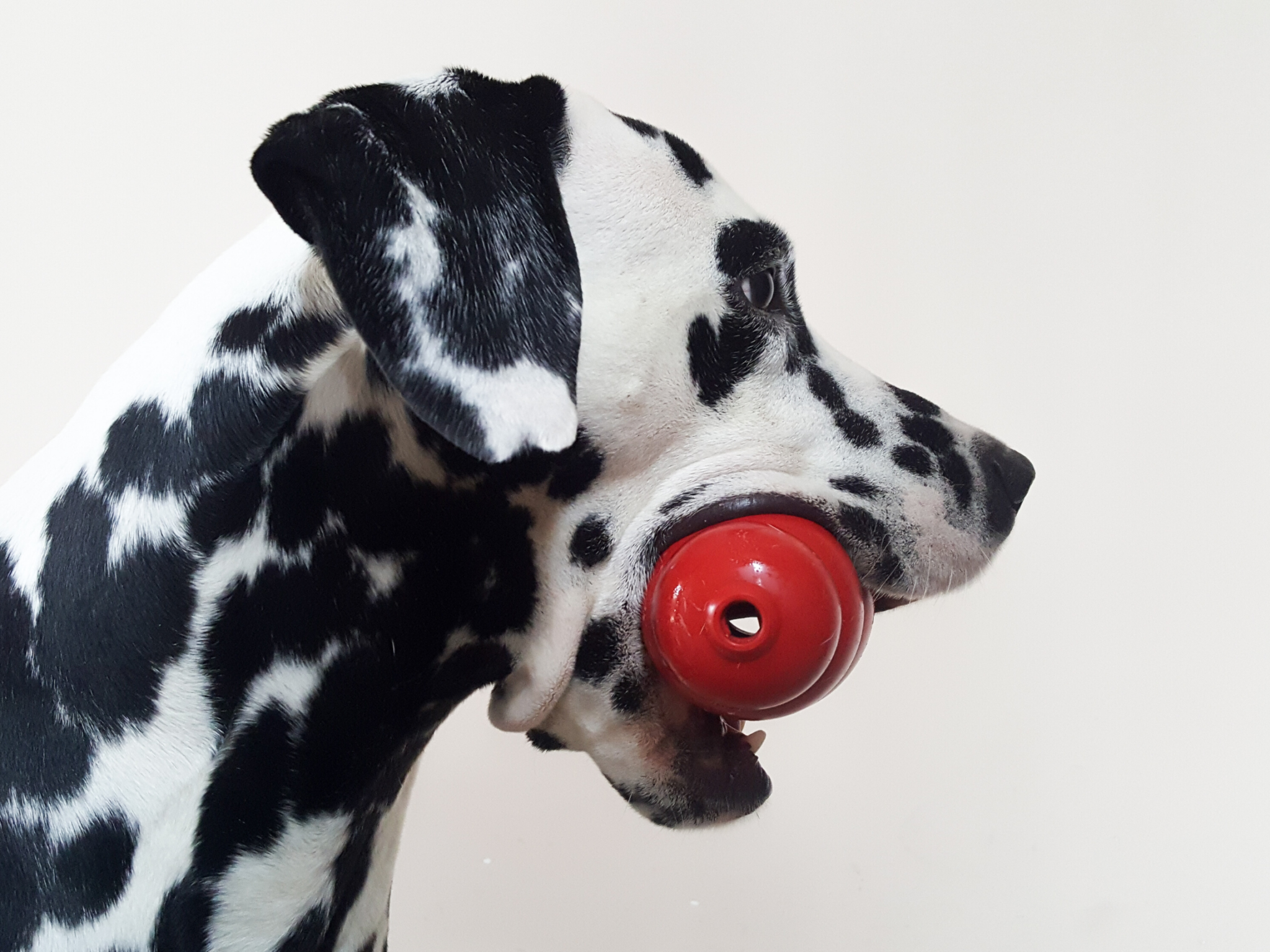 https://dogfriendlysanantonio.com/wp-content/uploads/2020/02/mentally-stimulating-dog-toys-kong-wide.png