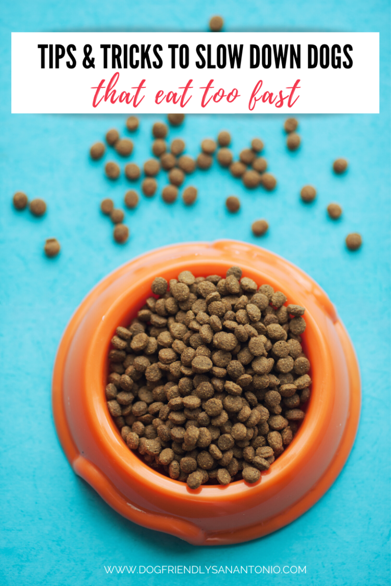 orange bowl of dog food on blue floor with food spilled, caption reads "tips & tricks to slow down dogs that eat too fast"