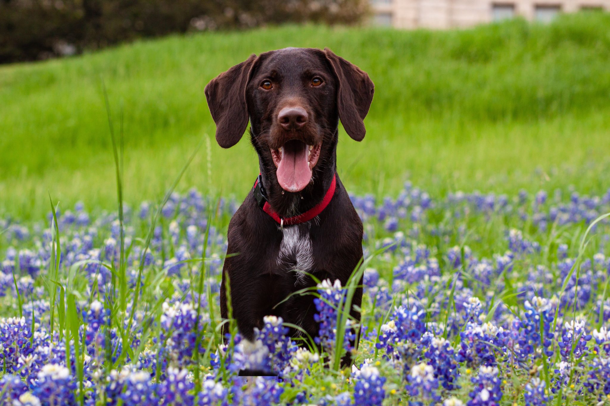 chocolate labrador dog sitting with tongue out in field of texas bluebonnet flowers