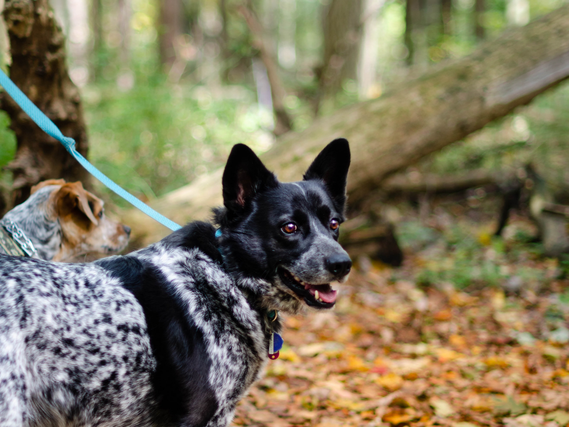 are dogs allowed at eisenhower park san antonio