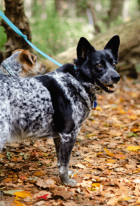 dog looking over shoulder on hiking trail