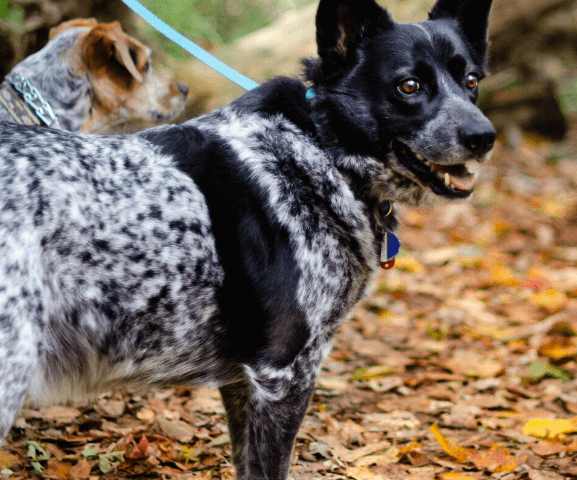 dog looking over shoulder on hiking trail