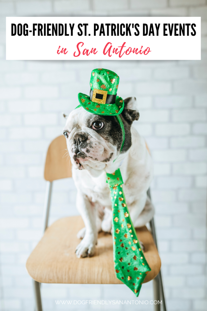 bulldog on chair with st. patrick's day hat & tie, caption reads" dog-friendly st. patrick's day events in san antonio"