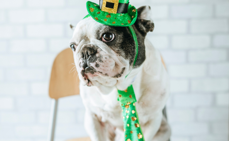 bulldog on chair with st. patrick's day hat & tie, caption reads" dog-friendly st. patrick's day events in san antonio"