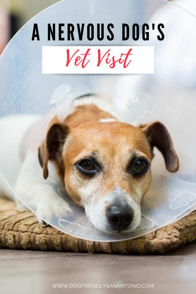 dog looking sad in cone, caption reads "a nervous dog's vet visit"