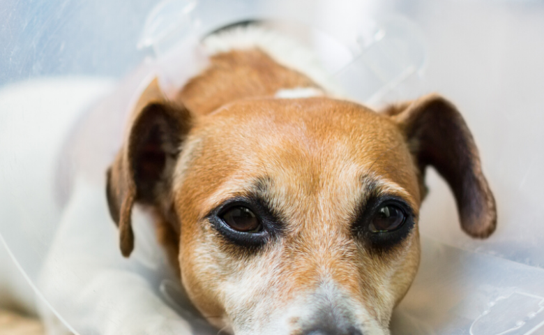 dog looking sad in cone, caption reads "a nervous dog's vet visit"