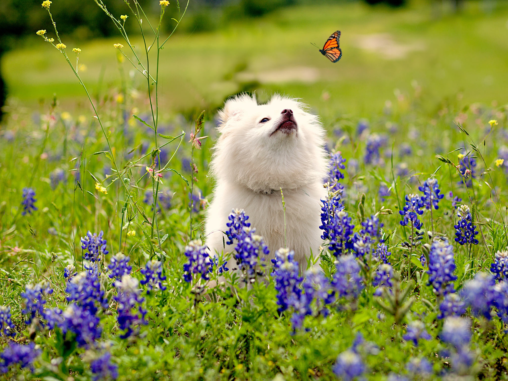 white fluffy dog looking up at orange butterfly while sitting in field of texas bluebonnet flowers