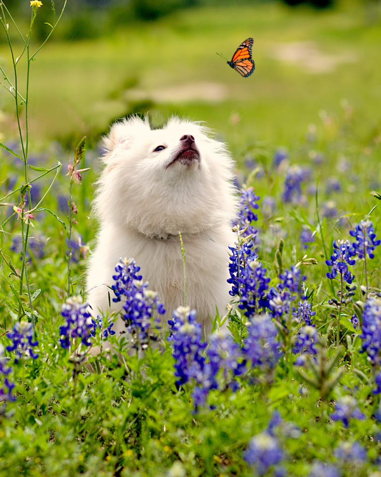 white fluffy dog looking up at orange butterfly while sitting in field of texas bluebonnet flowers