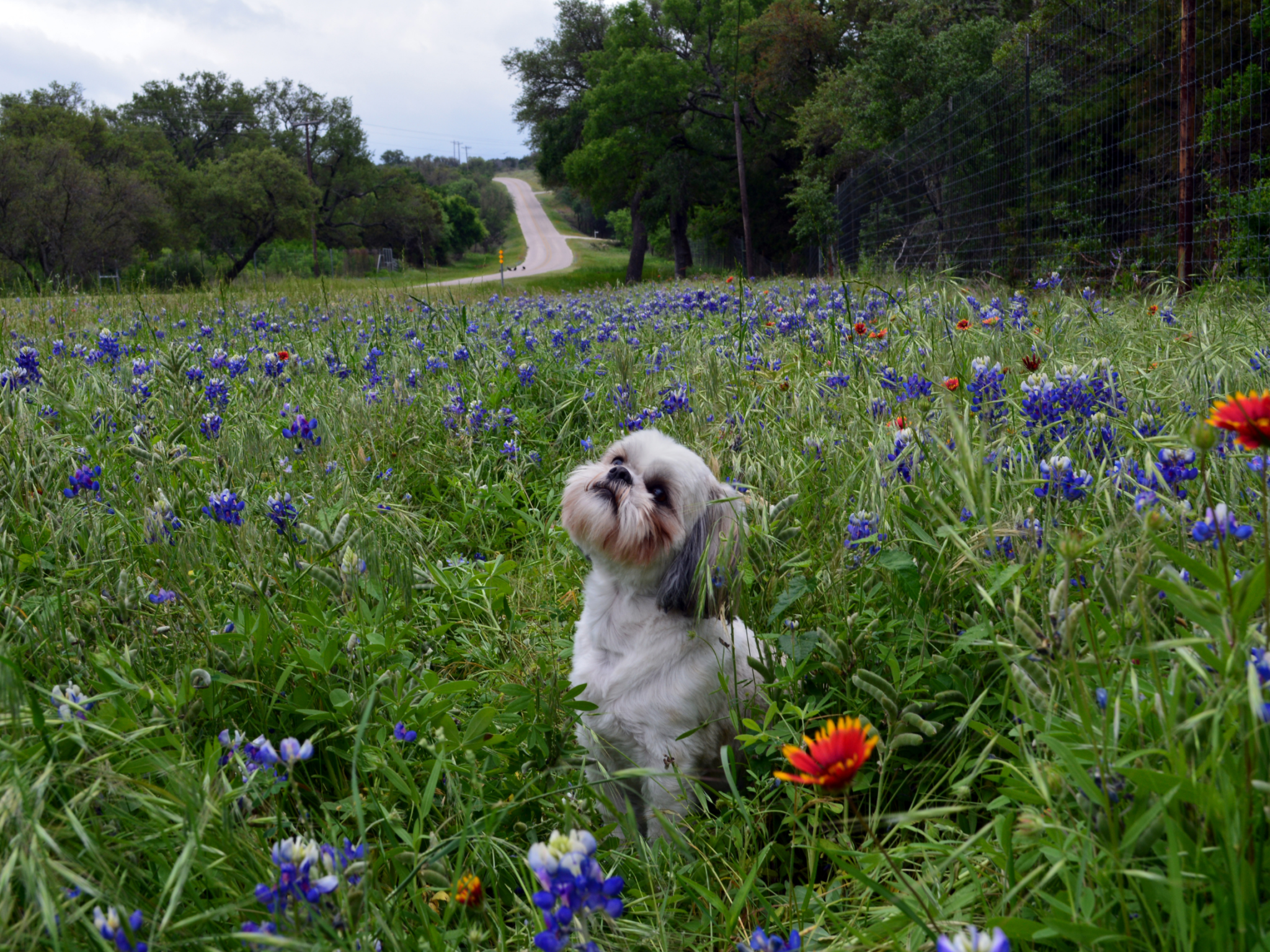 small dog looking up while sitting in field of texas bluebonnet flowers