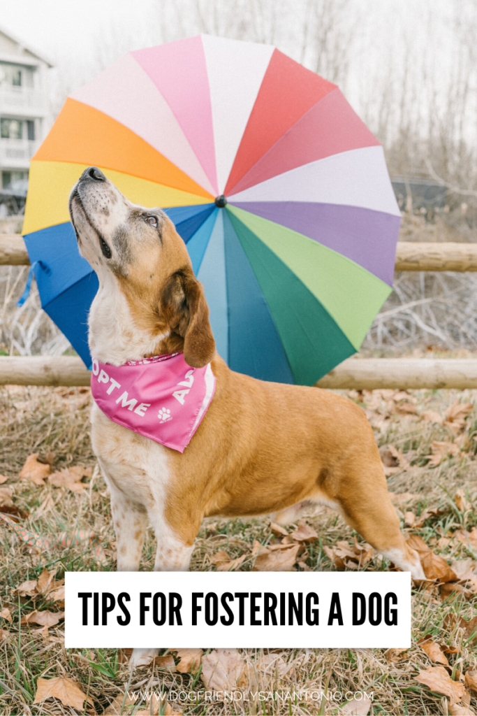 dog looking up with pink "adopt me" bandana around neck and rainbow umbrella open behind it, caption reads "tips for fostering a dog"