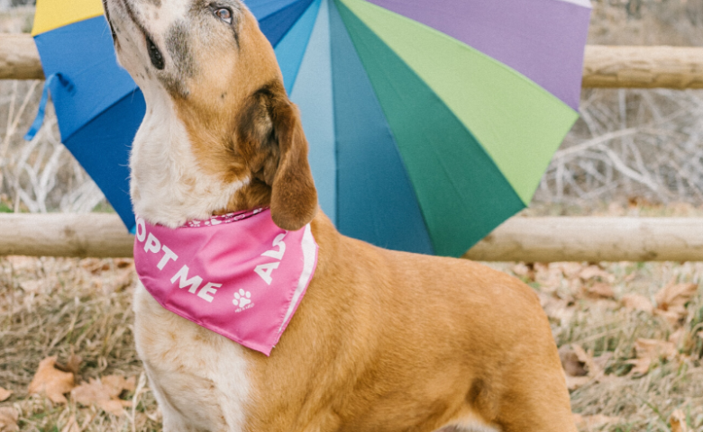 dog looking up with pink "adopt me" bandana around neck and rainbow umbrella open behind it, caption reads "tips for fostering a dog"