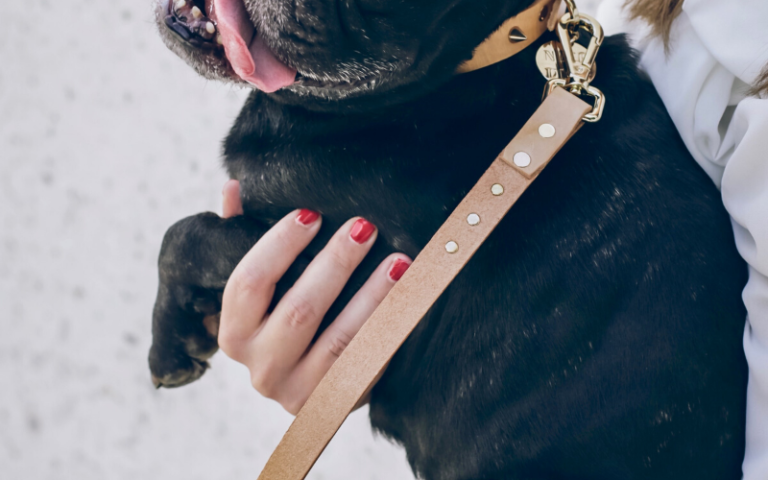 dog on leash with tongue hanging out, caption reads "is it too hot for a dog walk?"