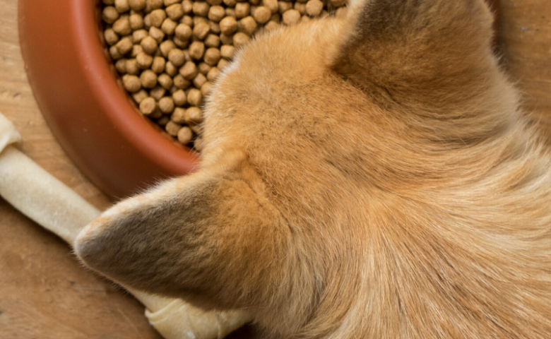 dog looking down at food bowl, caption reads "demystifying dog food"