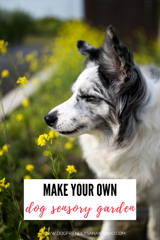 border collie looking peaceful in garden with eyes closed, caption reads "make your own dog sensory garden"