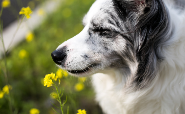 border collie looking peaceful in garden with eyes closed, caption reads "make your own dog sensory garden"