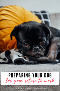 black pug looking sad caption reads "preparing your dog for your return to work"