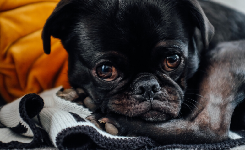 black pug looking sad caption reads "preparing your dog for your return to work"