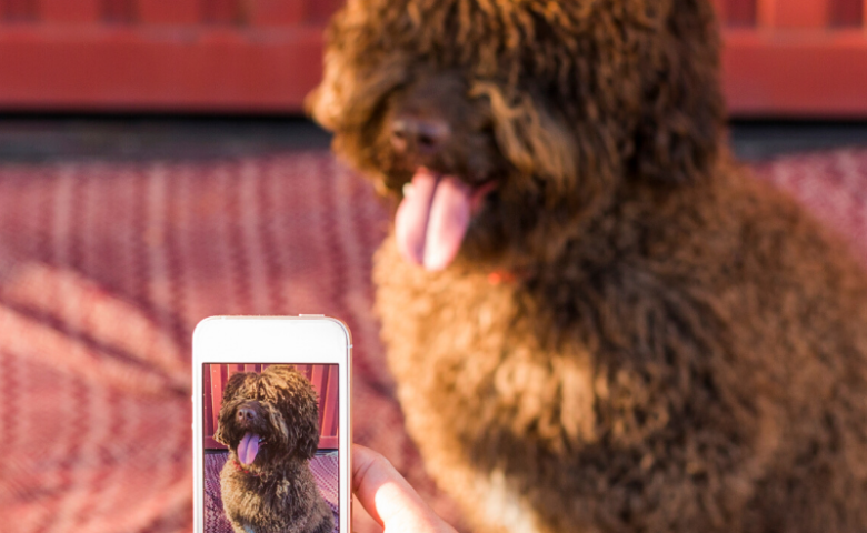 woman's hand holding smartphone taking photo of dog with dog in background, caption reads "10 dogs to follow on TikTok, www.dogfriendlysanantonio.com"