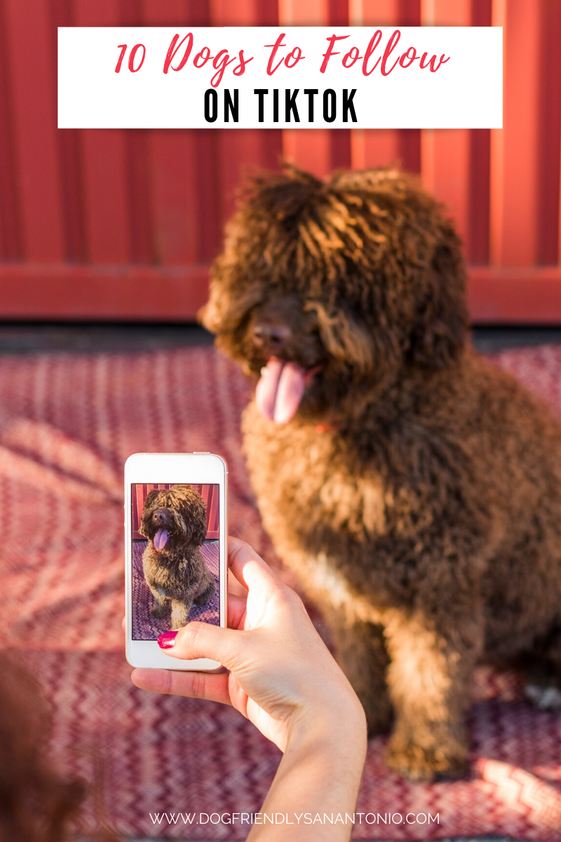 A Ferguson Man Is Ready To Pick America's Best Terrier