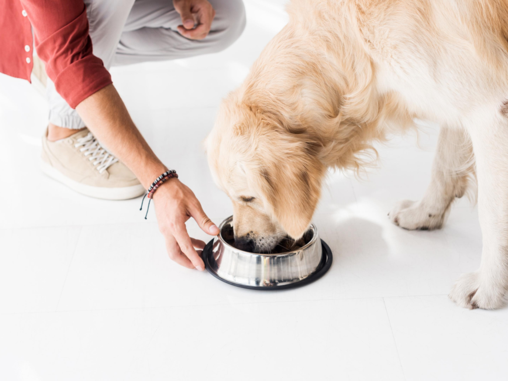 DIY Bone Broth Recipe for Dogs - The Dog Guide San Antonio