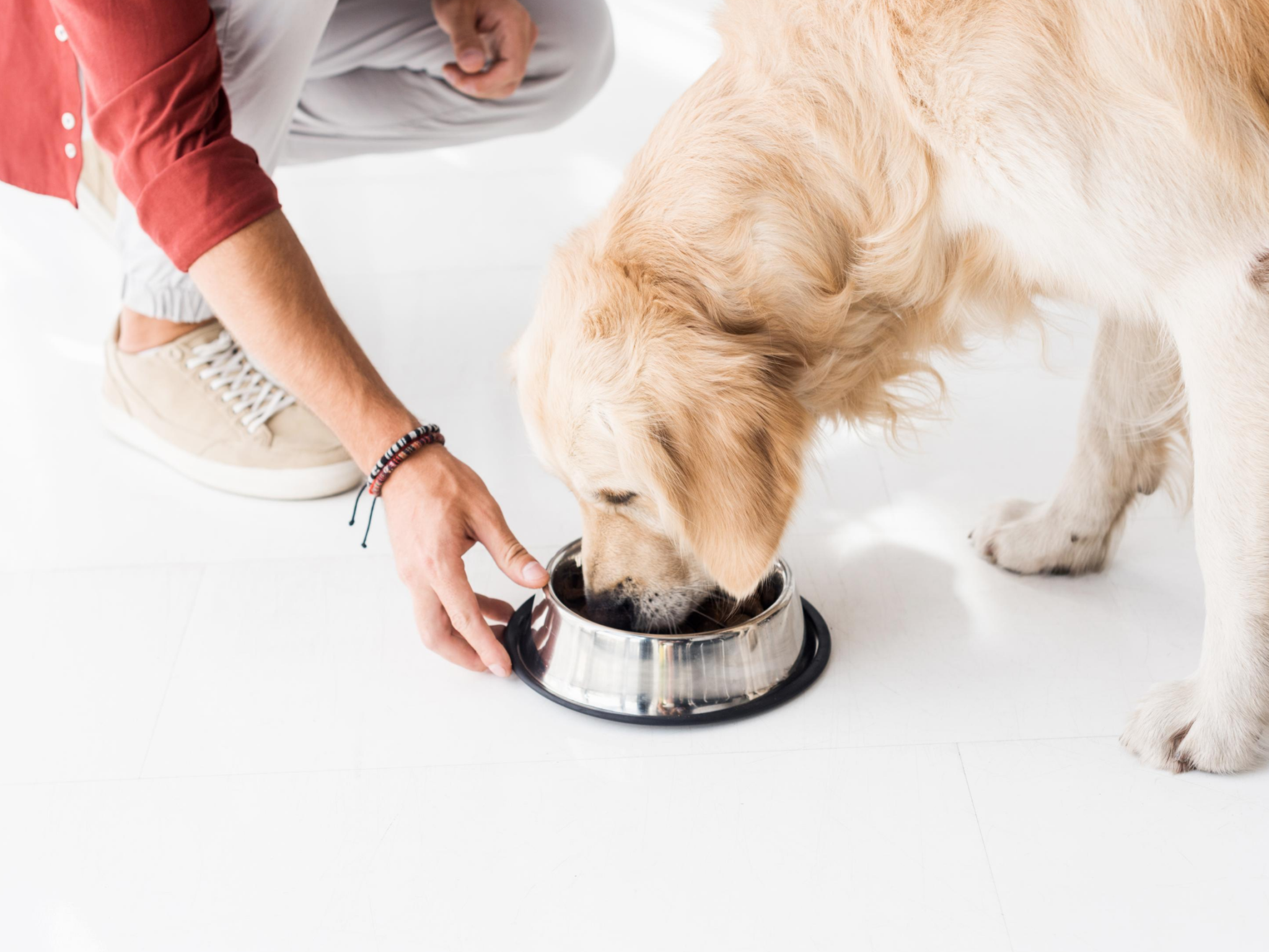 man handing bowl to dog and dog sticking nose in bowl