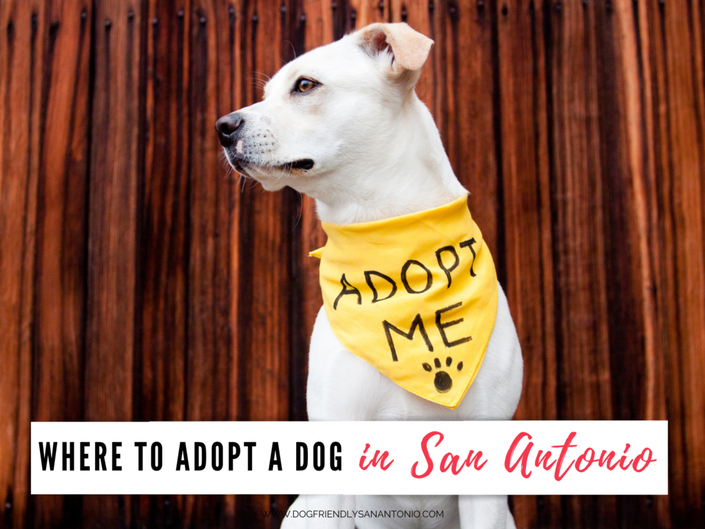 Dog Adoption in San Antonio - The Dog Guide San Antonio
