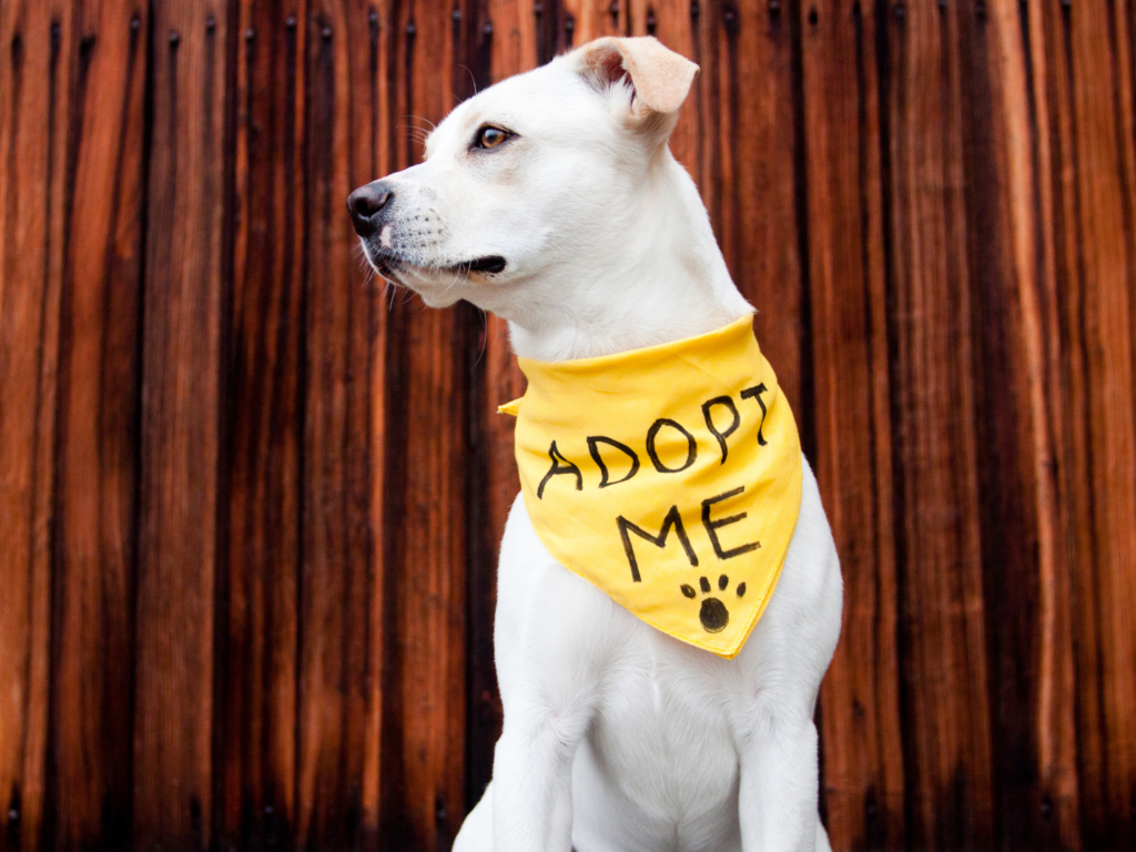 rescue dogs to adopt near me