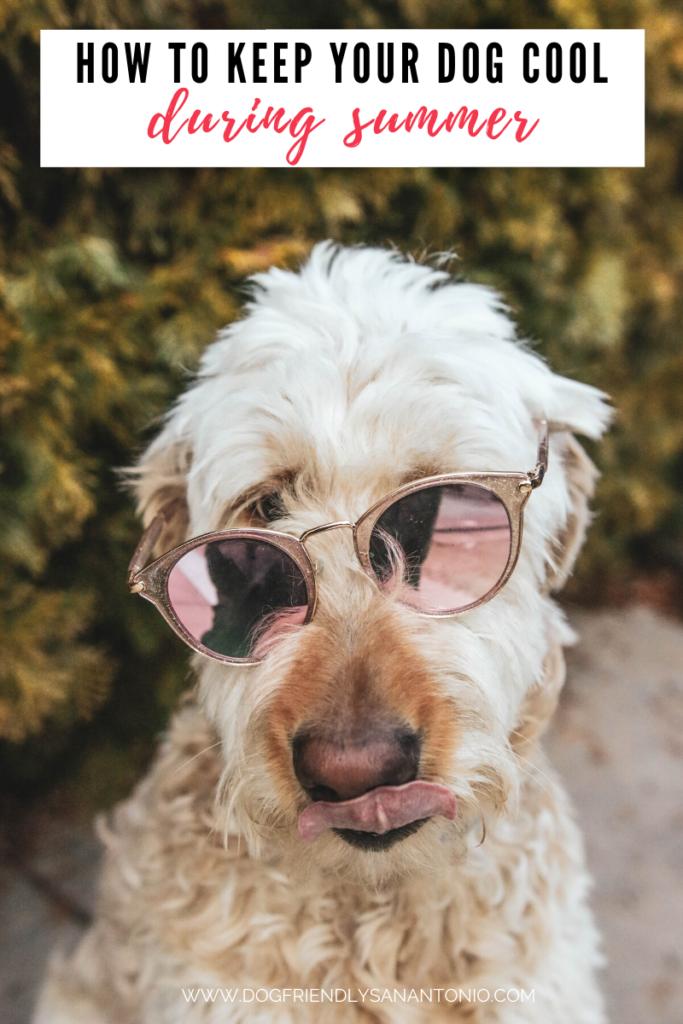 dog licking nose wearing sunglasses, caption reads "how to keep your dog cool during summer"