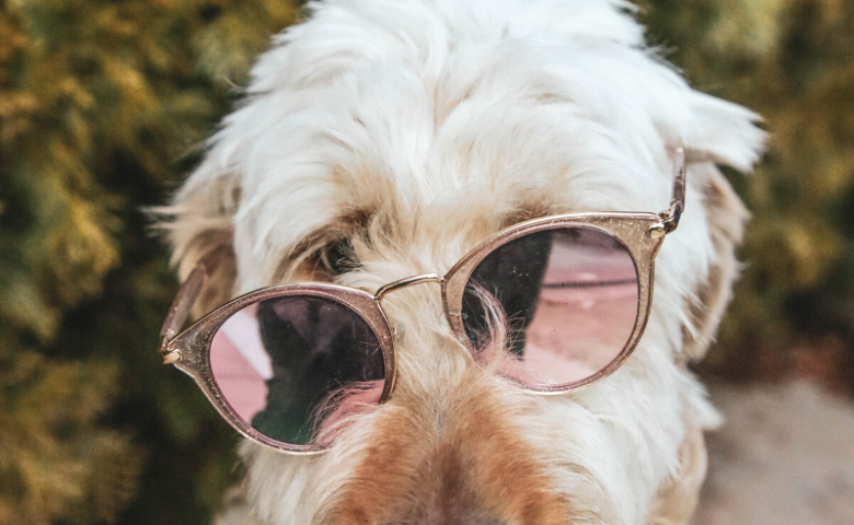 dog licking nose wearing sunglasses, caption reads "how to keep your dog cool during summer"