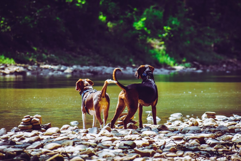 two dogs standing on rocks looking out at river