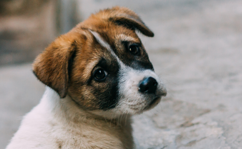 small puppy looking sad, caption reads "what to do with a stray dog"