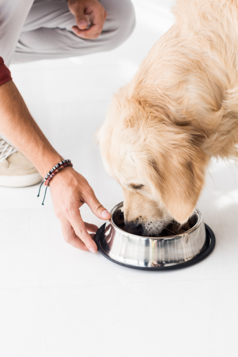 man giving dog a bowl of bone broth for dogs