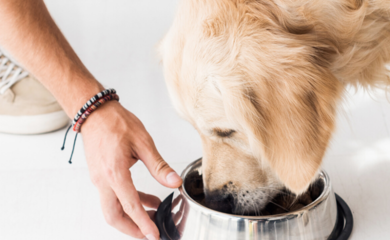 man giving dog a bowl of bone broth for dogs