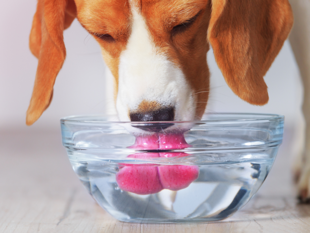 close up of dog drinking water out of glass bowl