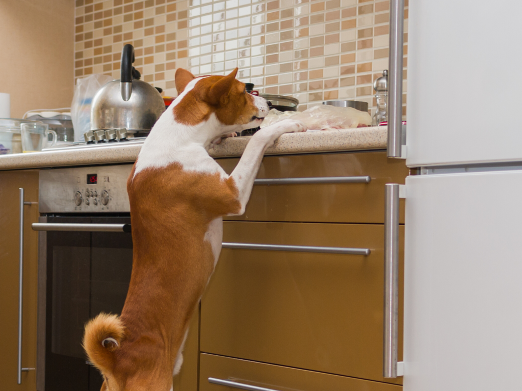 dog standing up with paws on kitchen counter next to stove