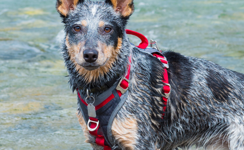 dog standing in river water caption reads "take your dog to these rivers near san antonio"