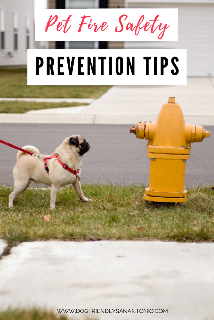 pug on leash looking at yellow fire hydrant caption reads "pet fire safety prevention tips"