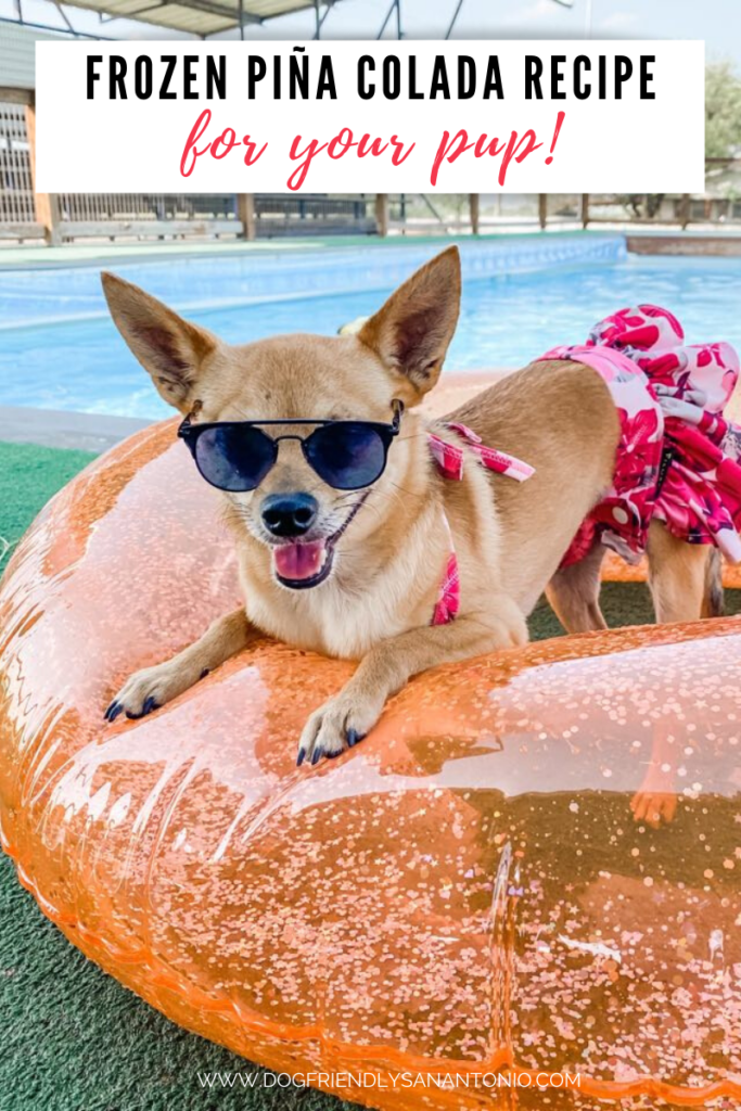 chihuahua with sun glasses on floaty by pool, caption reads "frozen piña colada recipe for your pup!"