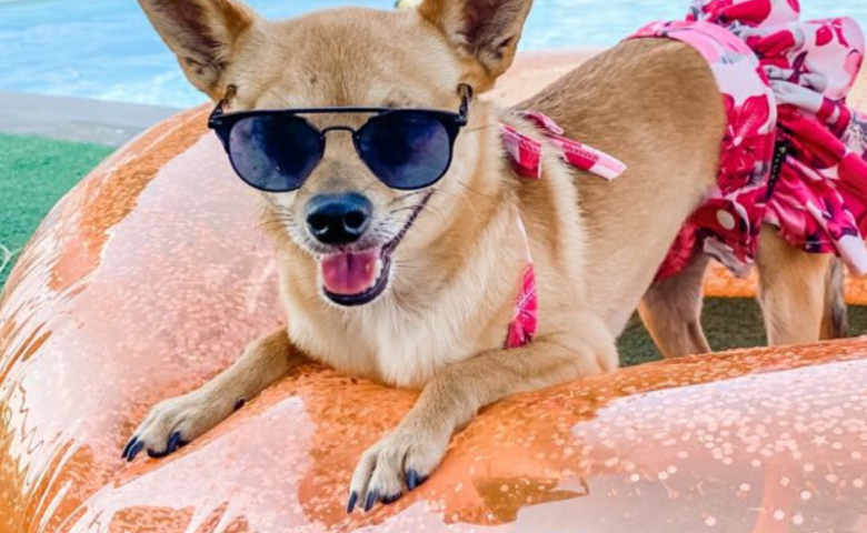 chihuahua with sun glasses on floaty by pool, caption reads "frozen piña colada recipe for your pup!"