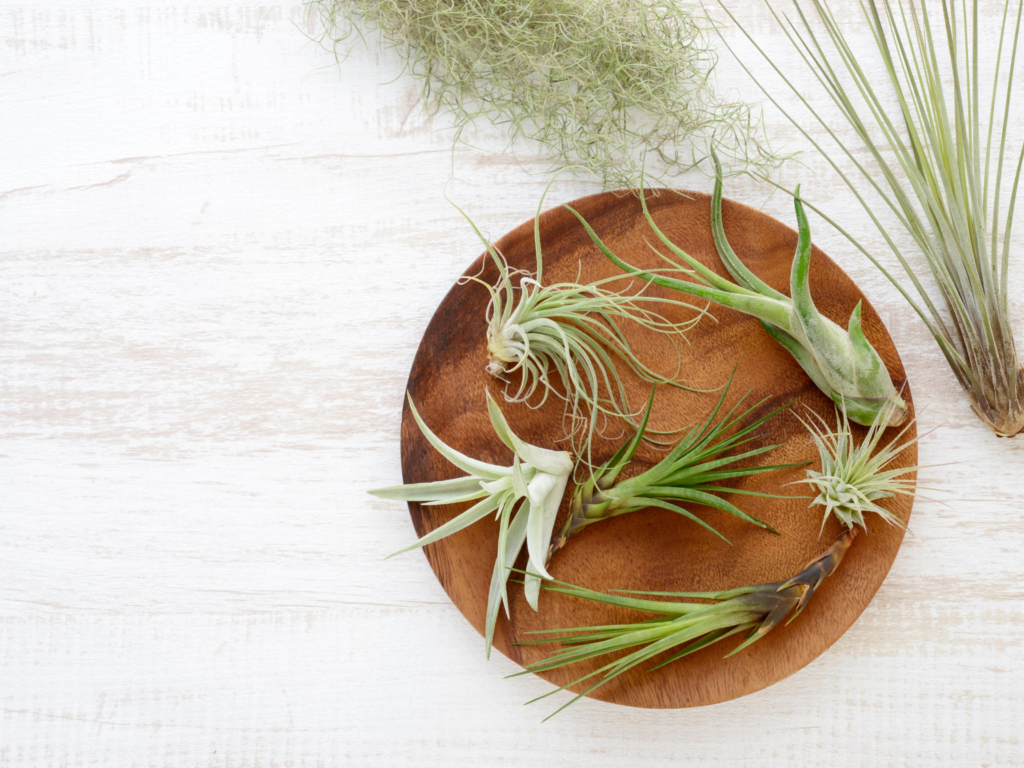 wooden bowl of air plants
