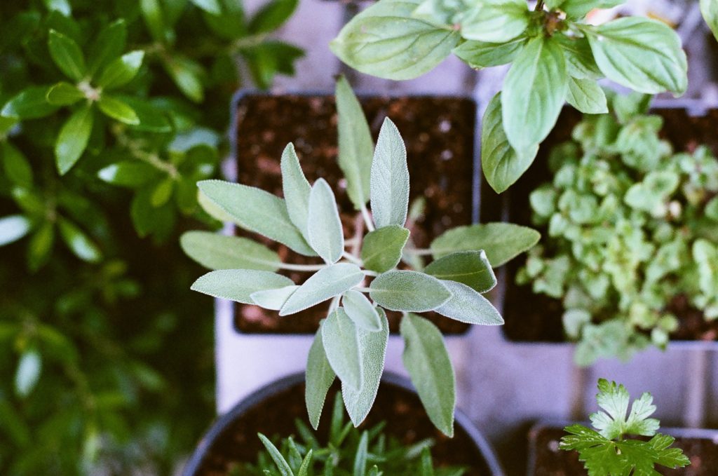 closeup of potted herb plants