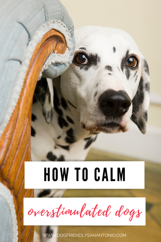 dalmatian peeking from behind chair, caption reads "how to calm overstimulated dogs" www.dogfriendlysanantonio.com
