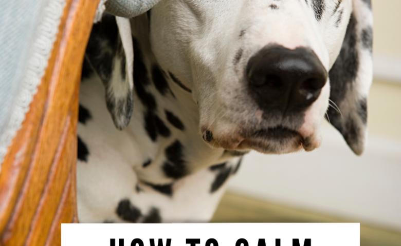 dalmatian peeking from behind chair, caption reads "how to calm overstimulated dogs" www.dogfriendlysanantonio.com