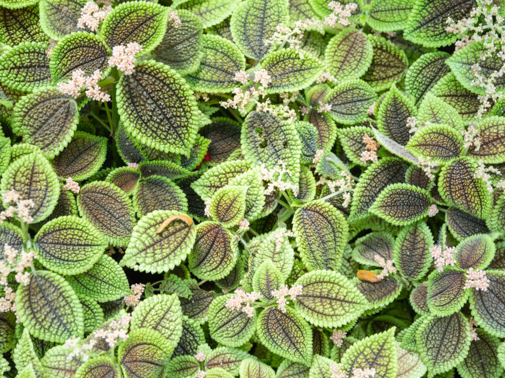 closeup of friendship plant
